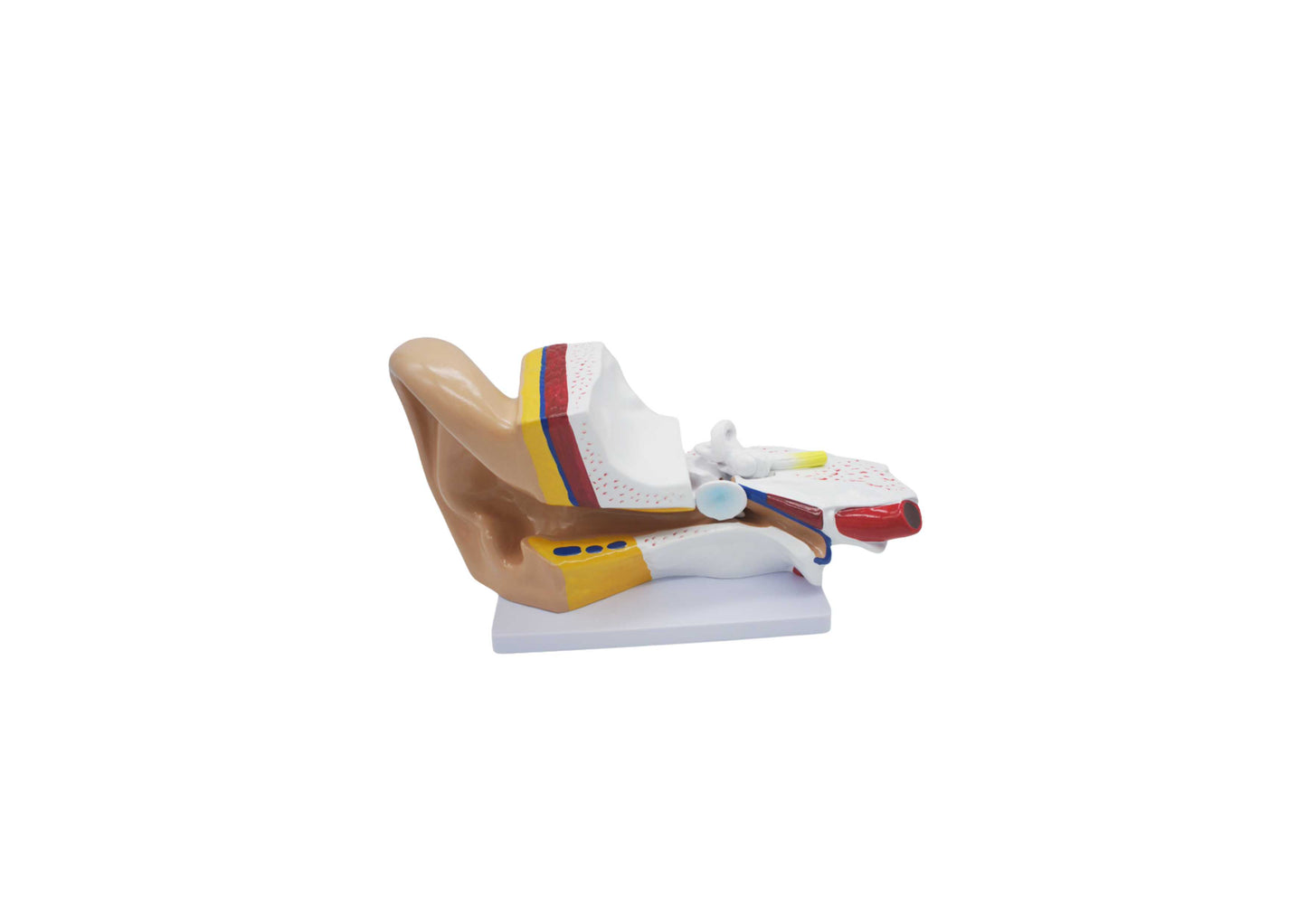 Oor anatomiemodel